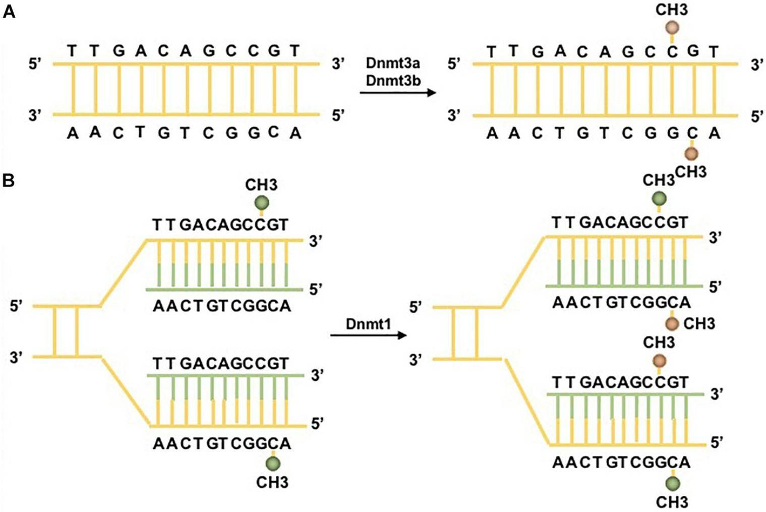 Pathways of DNA methylation. (Li, Jiaqi, et al. 2021)