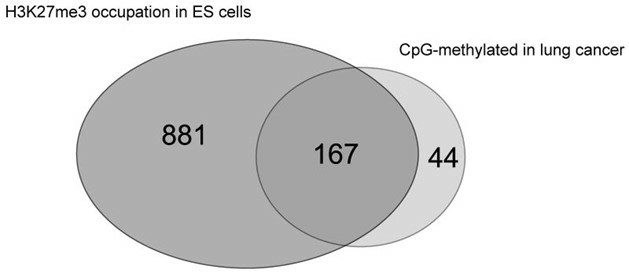A significant portion of the methylated CpG islands in lung cancer is linked to the Polycomb complex in embryonic stem cells. (Pfeifer, et al., 2009)