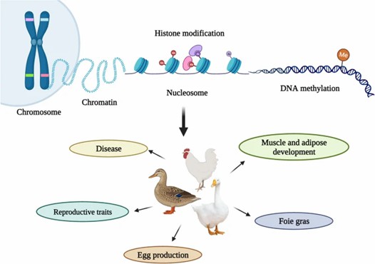 Overview of epigenetic processes influencing poultry genetics. (Ju, et al., 2023)
