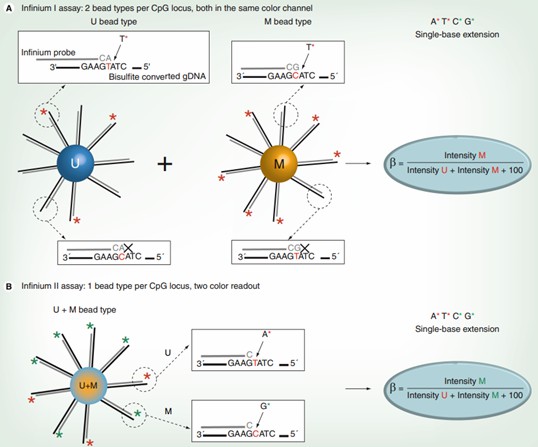 Summary of the Infinium I and II DNA methylation assays. (Dedeurwaerder, Sarah, et al. 2011)