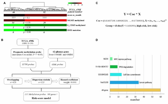 Development of a methylation-based risk score model. (Chen, Qi, et al. 2019)