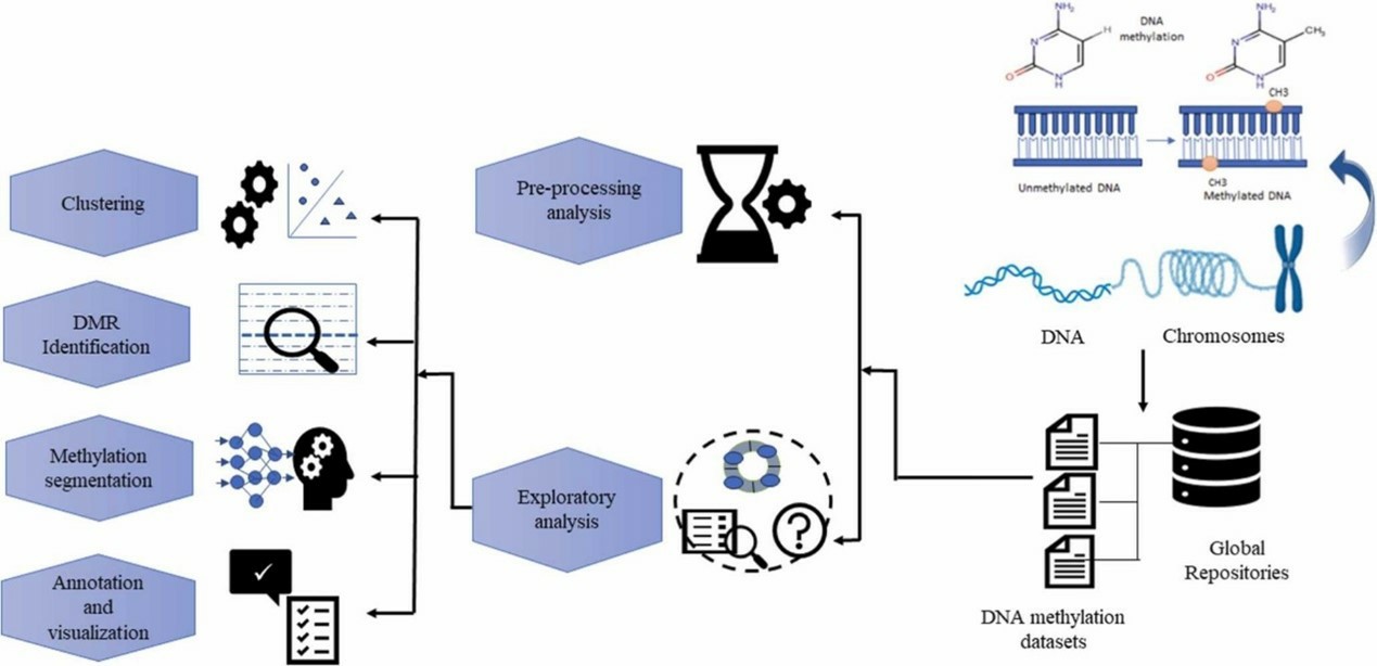 Review of analytical approaches for DNA methylation array datasets. (Sahoo, et al., 2024)