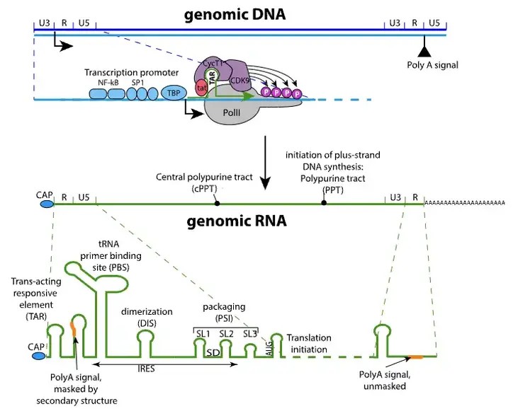HIV Virus Genome and Proteins.