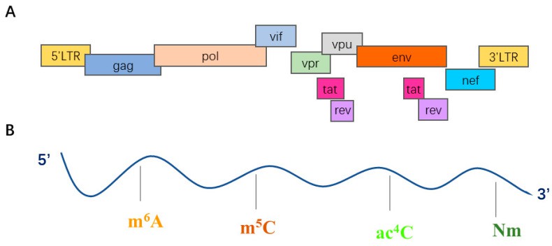 Structure and organization of the HIV-1 genome.