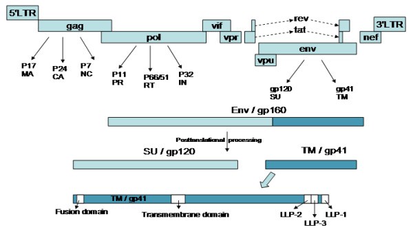 HIV genome and replication cycle.