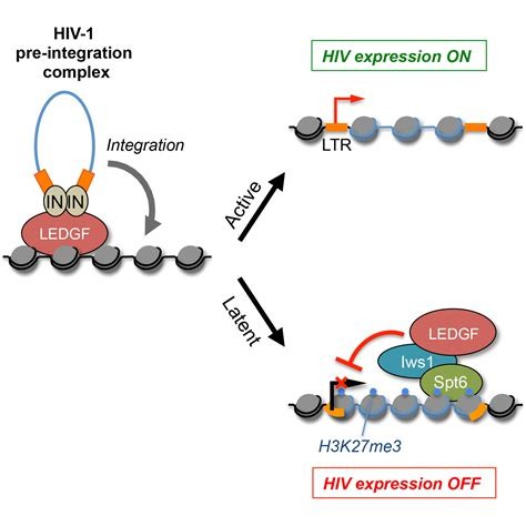 HIV Extension.