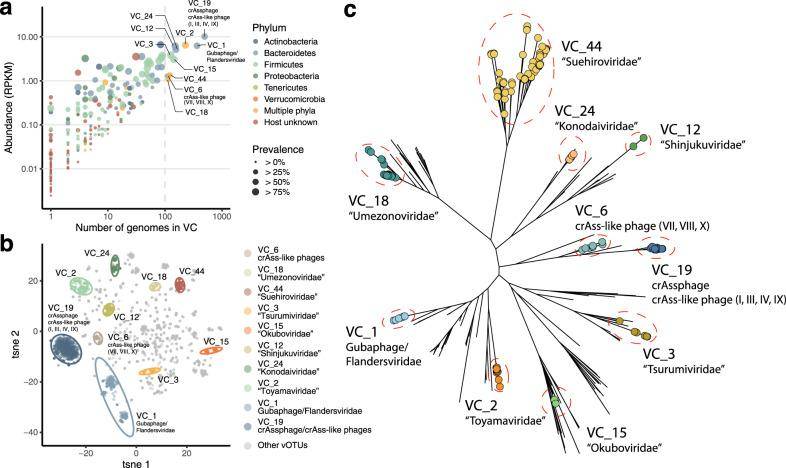 Identification of novel viral clusters abundant and prevalent in the human gut.