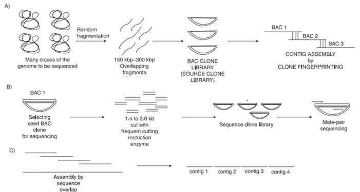 Figure 1. Steps involved in the clone-by-clone sequencing.