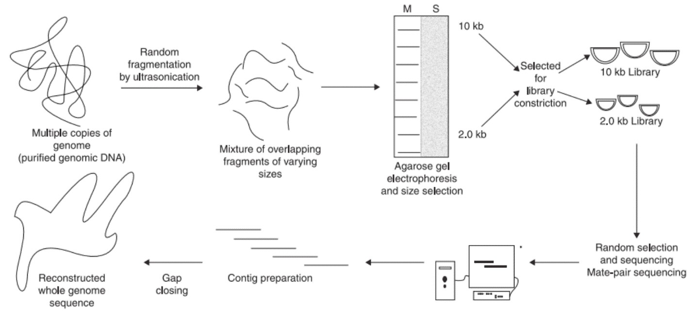 Figure 2. Steps involved in the whole genome shotgun sequencing.