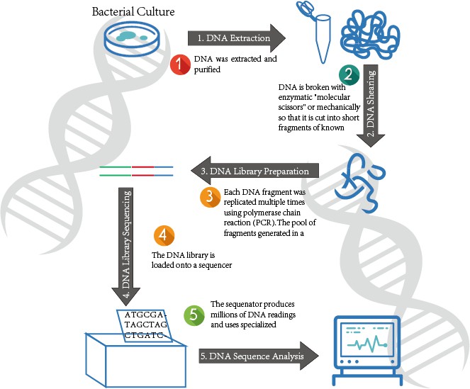 Figure 4. The WGS Process