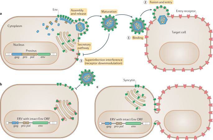 The Origin and Evolution of Endogenous Retroviruses