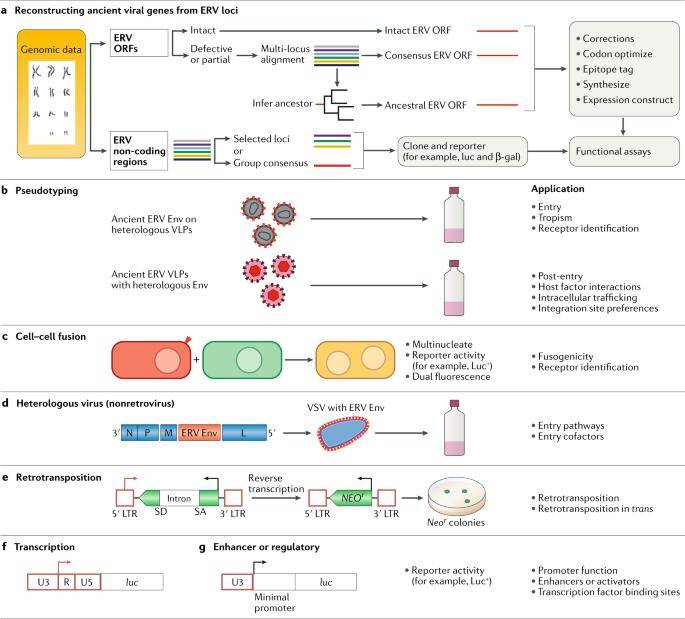 Reconstructing and analysing ancient endogenous retrovirus genes.