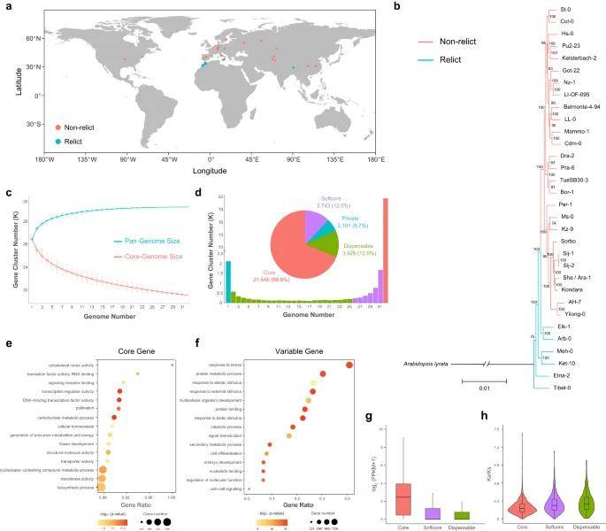 Pan-genome of 32 A. thaliana ecotypes.