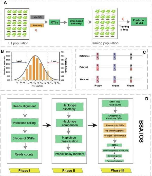 Bulked segregant analysis.