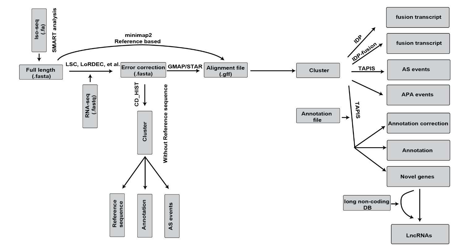 An outline of the bioinformatics tool and its application in the biological context of Iso-Seq (Gao et al., 2019)