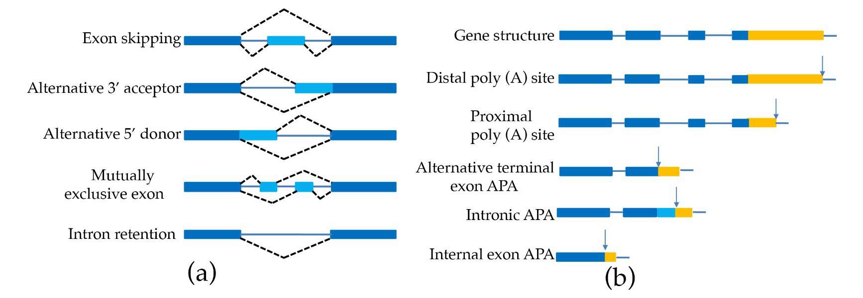 A diagrammatic depiction of alternative splicing and alternative polyadenylation mechanisms (Pacholewska et al., 2024)