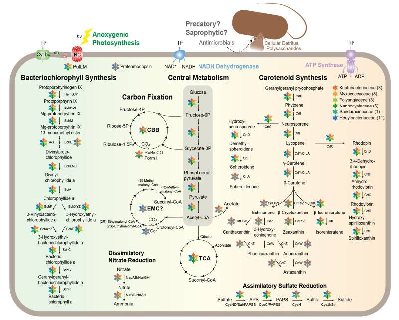 The Power of Shotgun Metagenomics in Environmental Researches
