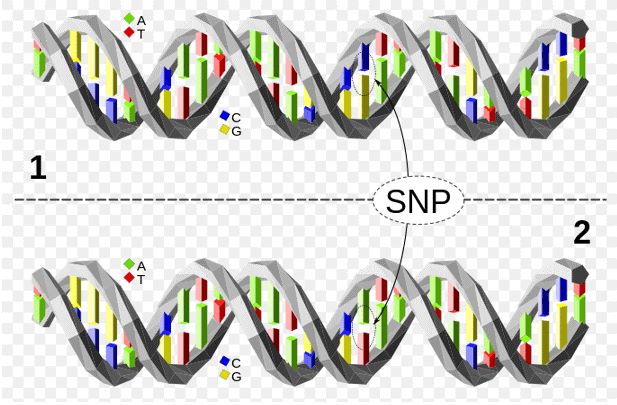 The upper DNA molecule differs from the lower DNA molecule at a single base-pair location (a C/A polymorphism).