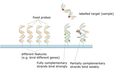 The principle of microarray.