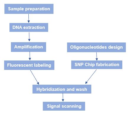 The workflow of SNP microarray.