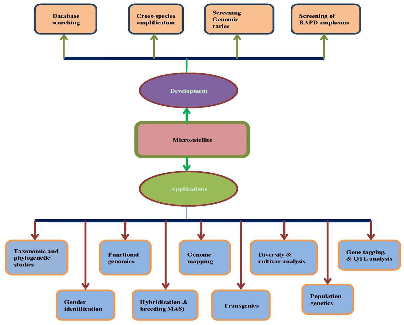 Microsatellite marker applications overview illustration.