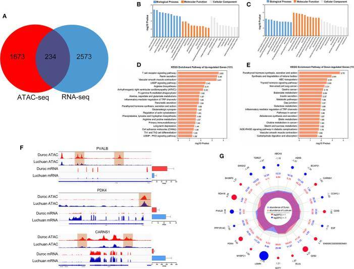 Analysis results of integrated ATAC-seq and RNA-seq results.