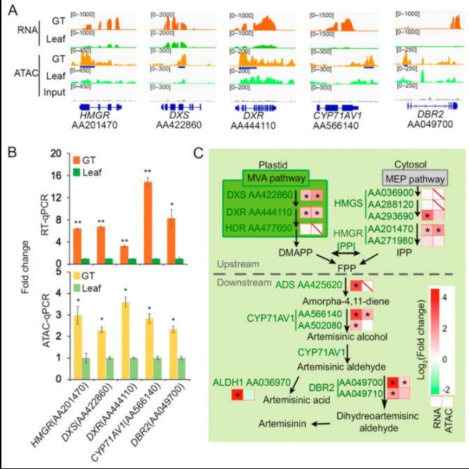 The Significance of Integrated Analysis of ATAC-seq and RNA-seq