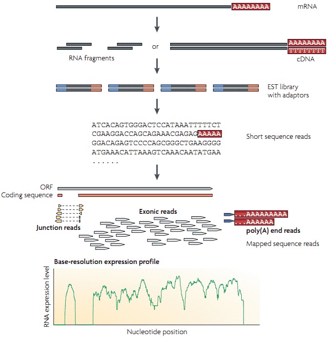 Figure 1. Typical workflow of RNA-seq (Wang et al. 2009).
