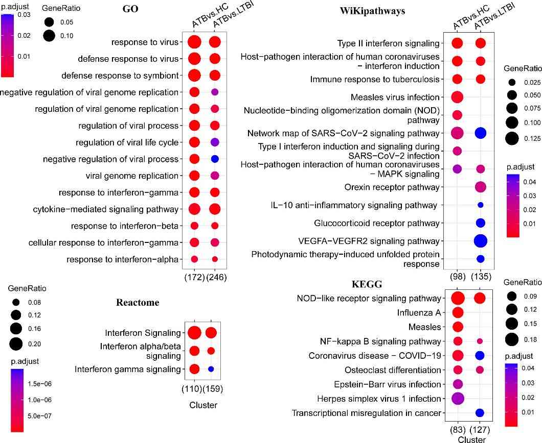 Figure 2: Functional enrichment analysis reveals pathways enriched in differentially expressed genes. (Geng et al., 2022)