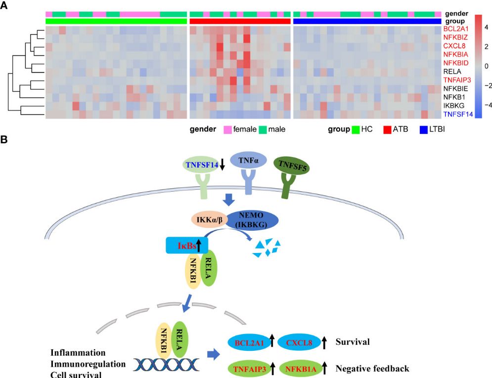 Figure 3: Increased expression of NFKB inhibitors in ATB potentially inhibiting NFKB pathway activation. (Geng et al., 2022)