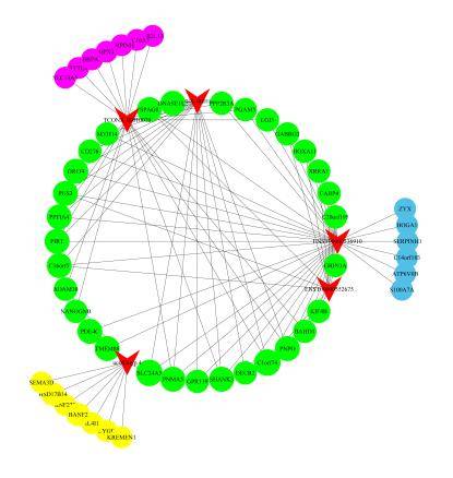 Transcriptome Sequencing