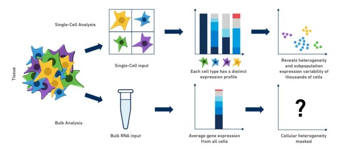 Comparison illustrating how scRNA-seq and Bulk RNA-seq methods differ in profiling RNA transcripts.