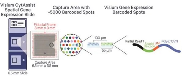 Diagram showing the sequencing process of 10x Visium Spatial Transcriptomics and its principles.