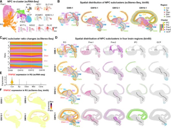 Spatiotemporal map depicting cell types and developments in the human brain from gestational weeks.