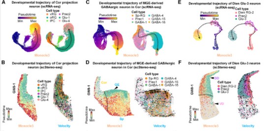 Visualization of pseudo-time analysis revealing spatial distribution of specific cell subpopulations.