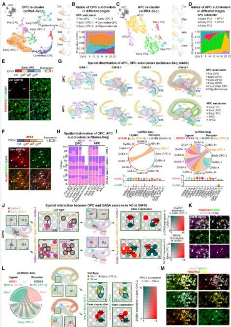 Map highlighting the spatial distribution and interactions among various glial cell types in the brain.