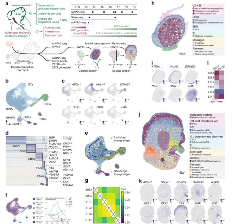 Temporal and spatial transcriptomic illustration of developing human cerebellum at various stages.