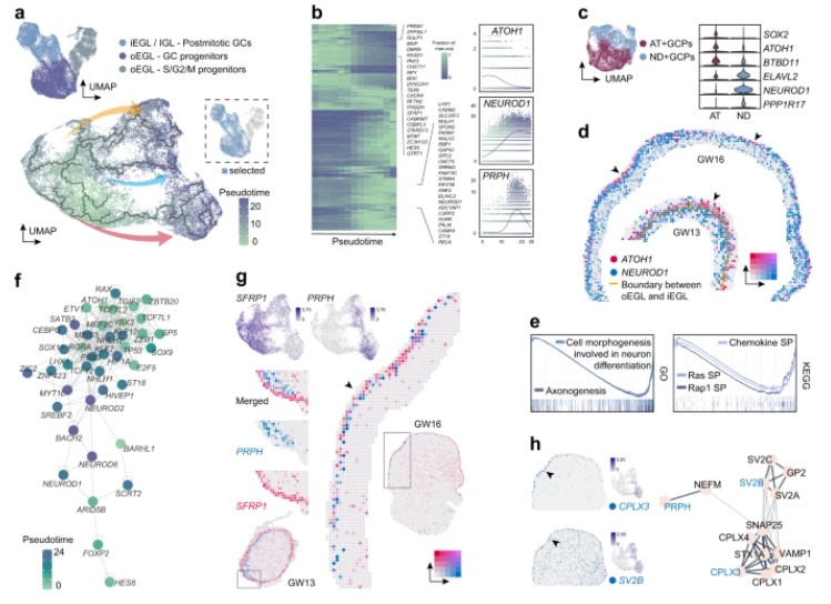 Graph showing spatial distribution and differentiation pathways of granule cell lineages along with regulatory networks.
