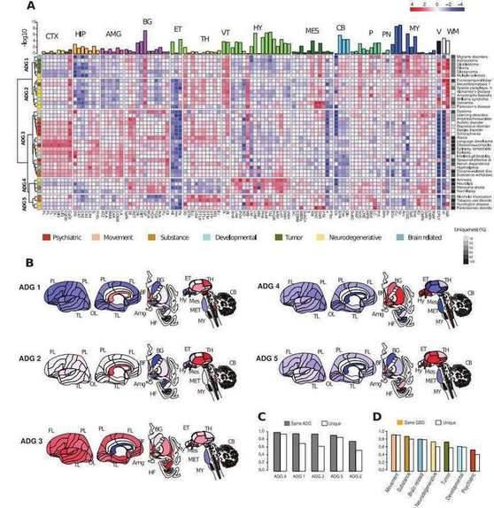 Transcriptomic Signatures Across 40 Common Human Brain Diseases