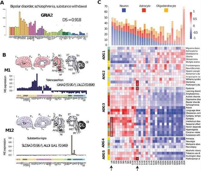 Reproducible transcription patterns in human brain diseases.