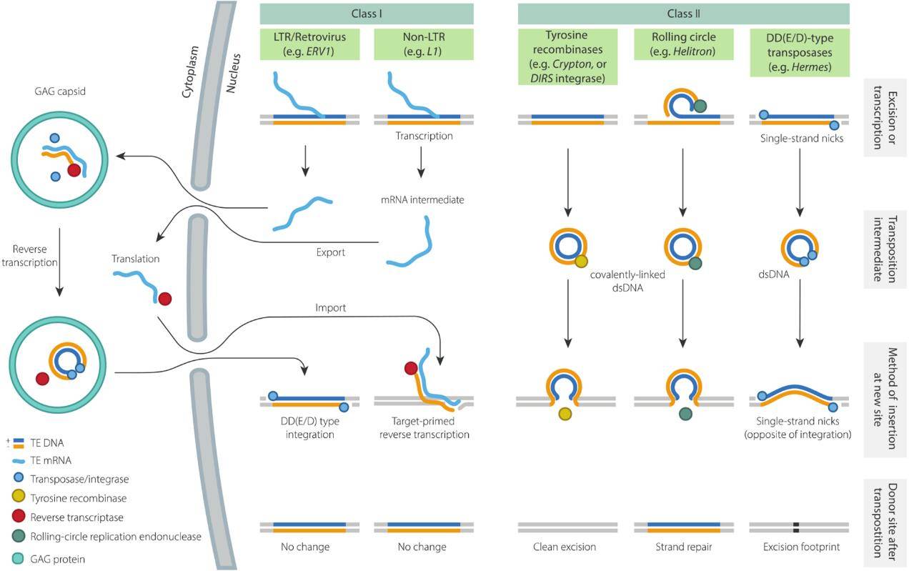 Summary of replication mechanisms and transposition intermediates.