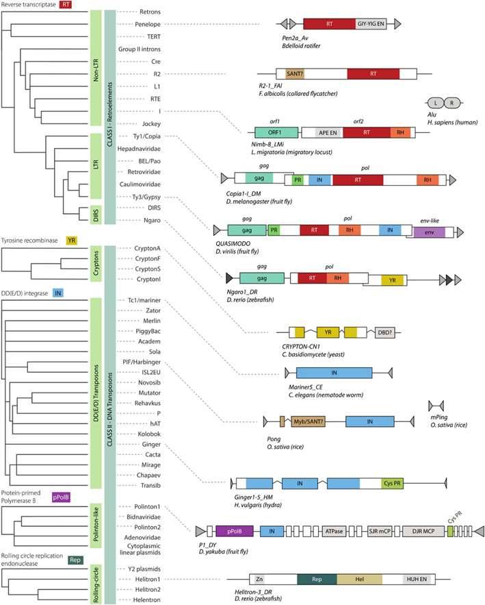 Structure and taxonomy of eukaryotic TEs.