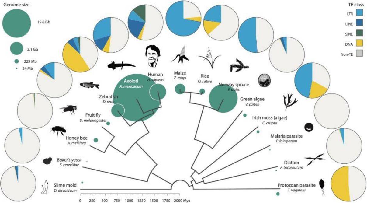 Distribution of TEs across the eukaryote phylogeny.