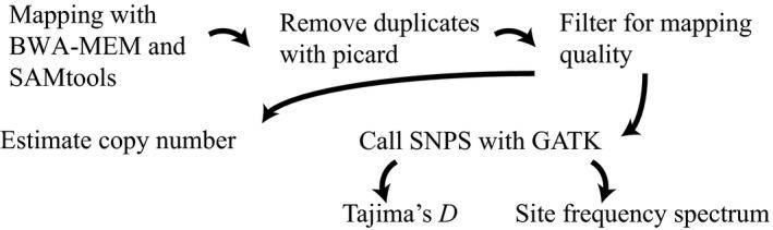 An outline of the pipeline used for estimating copy number of transposable elements in Drosophila simulans, as well as estimating the site frequency spectrum.