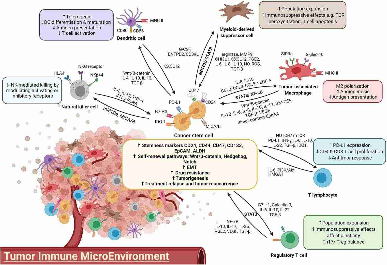 The crosstalk between immune cells and CSCs.