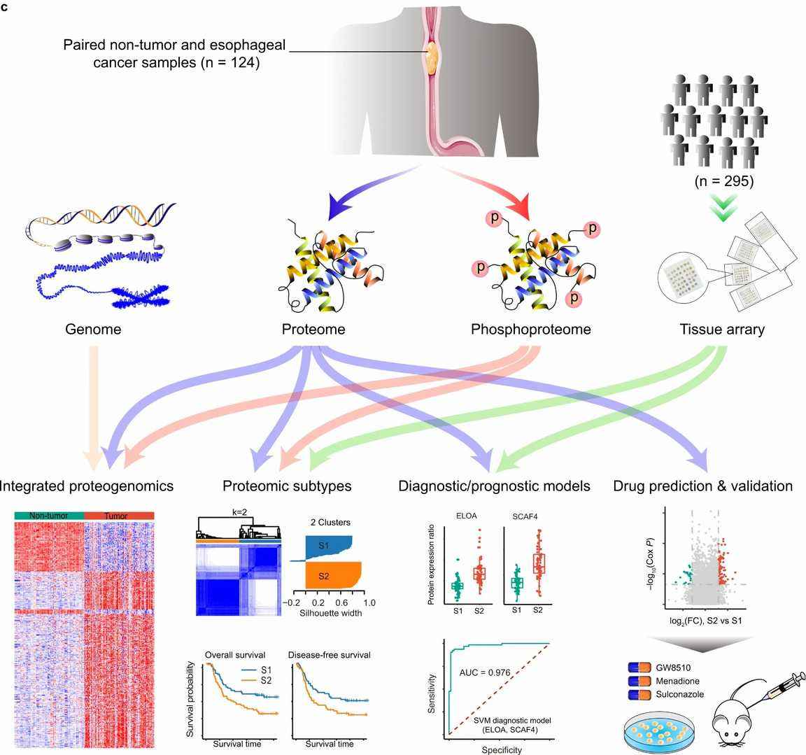 Schematic of the proteomic analyses of esophageal cancer.