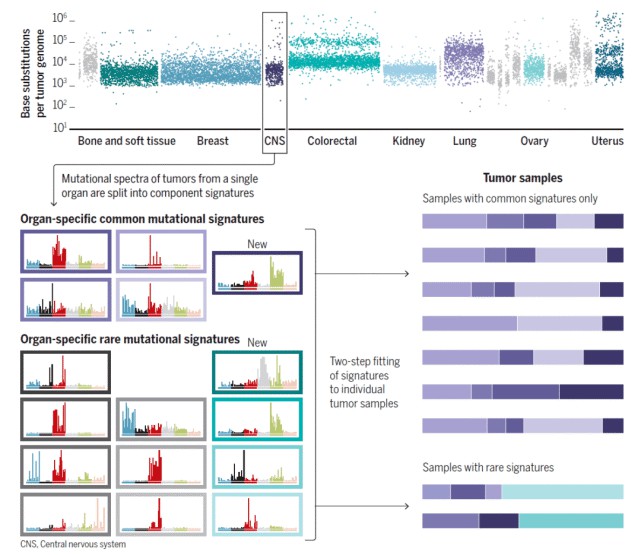 Analysis of characteristic mutations in cancer.