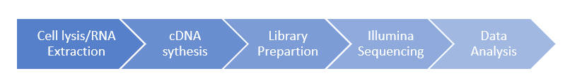 Ultra low RNA Sequencing workflow