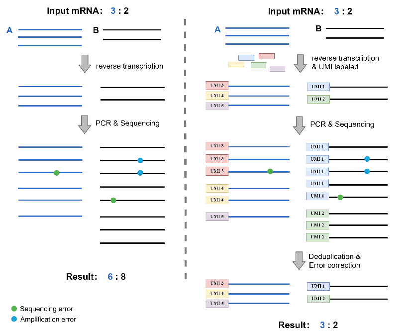 Transcriptome sequencing and UMI-RNA-Seq