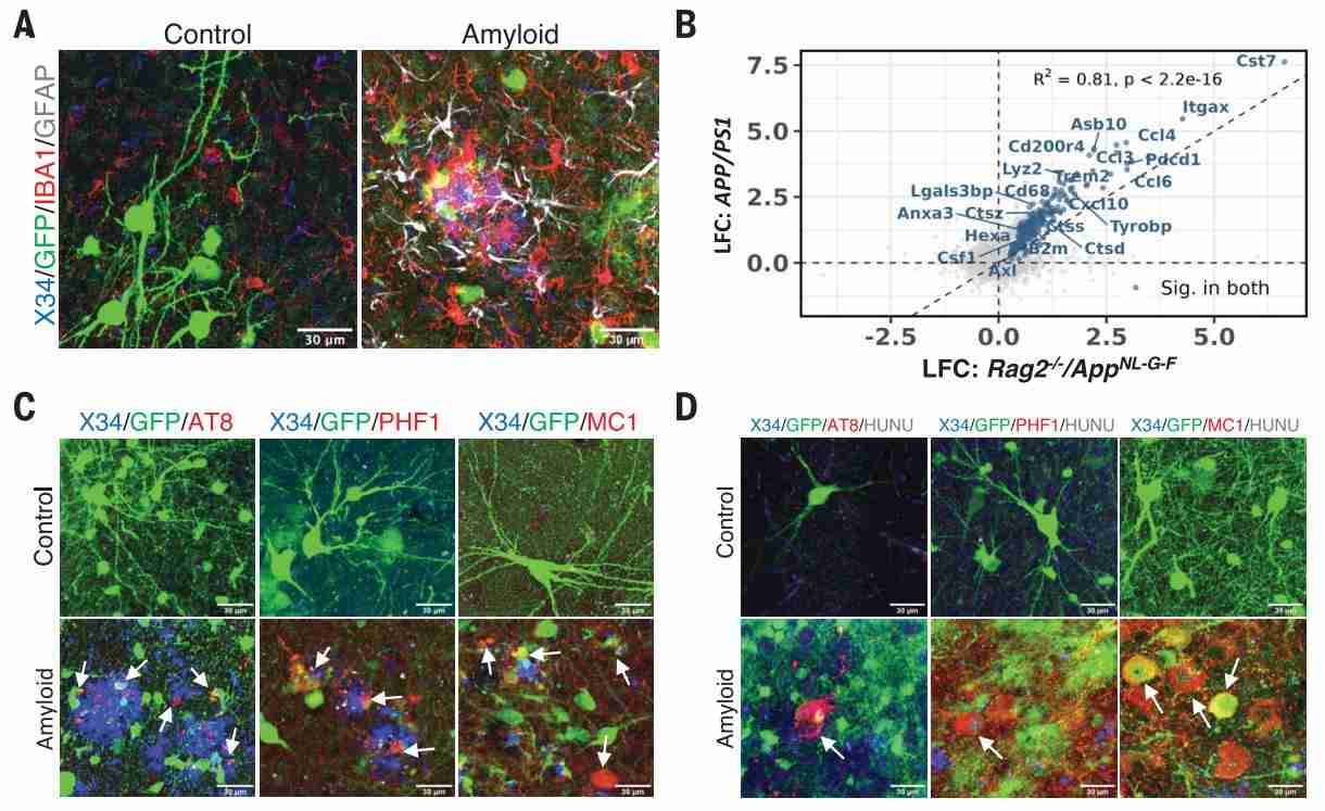 Novel Model Reveals Promising Neuronal Developments